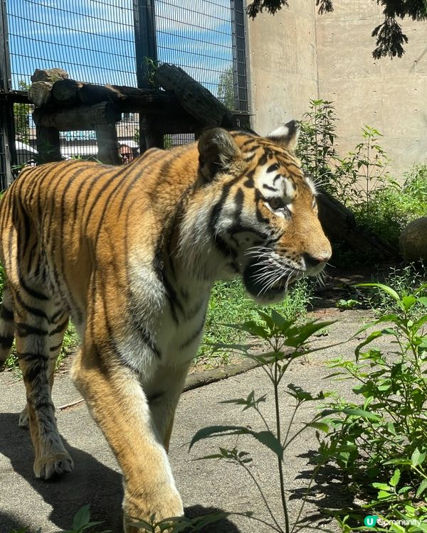 旭川動物園,最開心係見到企鵝🐧