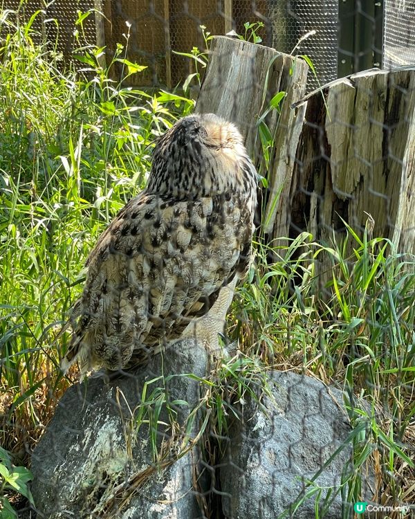 旭川動物園,最開心係見到企鵝🐧