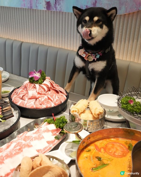 🇹🇭可以帶埋毛孩瘋狂Encore嘅泰式火鍋🍲‼️