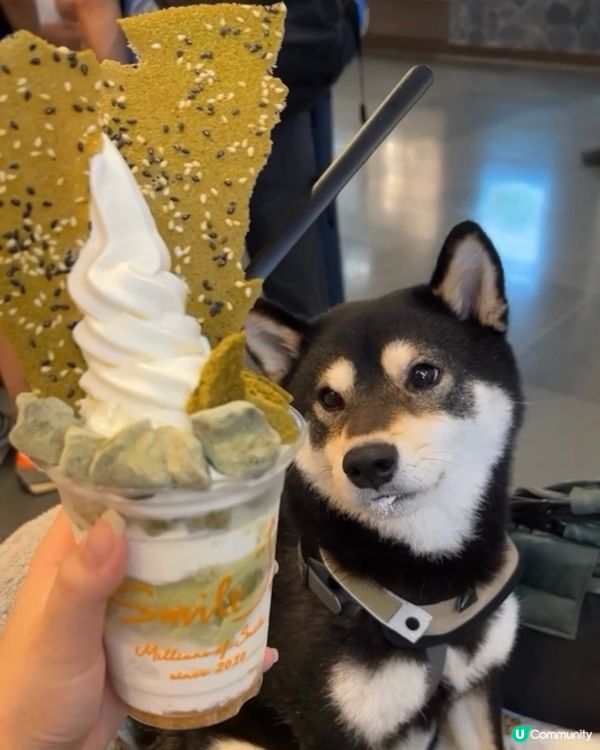 炎炎夏日🔥緊係要食涼浸浸嘅雪糕啦‼️