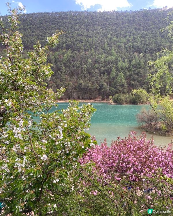 《絕美仙境》玉龍雪山🩵🩷藍月谷🏔️