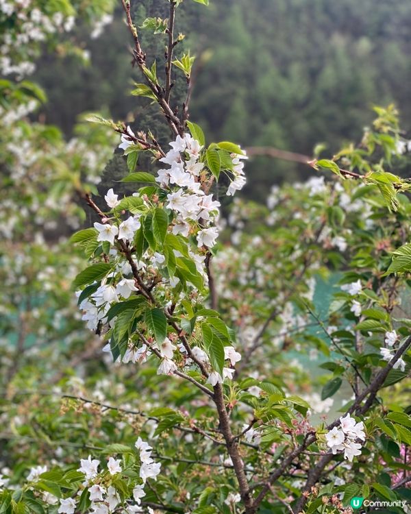 《絕美仙境》玉龍雪山🩵🩷藍月谷🏔️