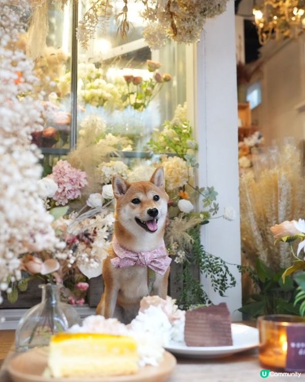 佐敦花花Cafe❗️環境靚到好似仙境咁🌟