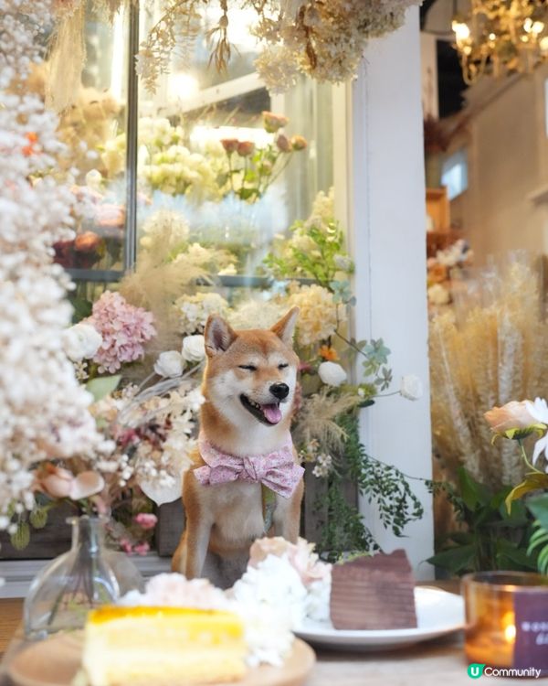 佐敦花花Cafe❗️環境靚到好似仙境咁🌟