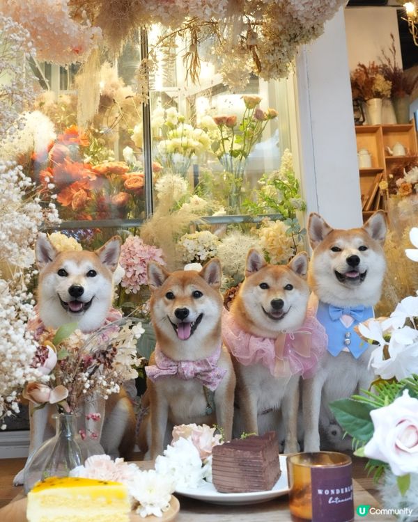 佐敦花花Cafe❗️環境靚到好似仙境咁🌟