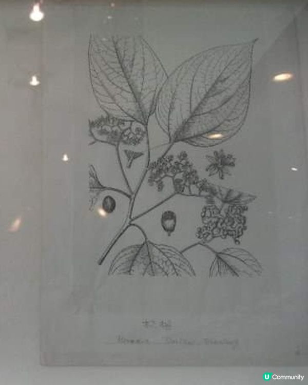 香港浸會大學「孔憲紹博士伉儷中醫藥博物館」