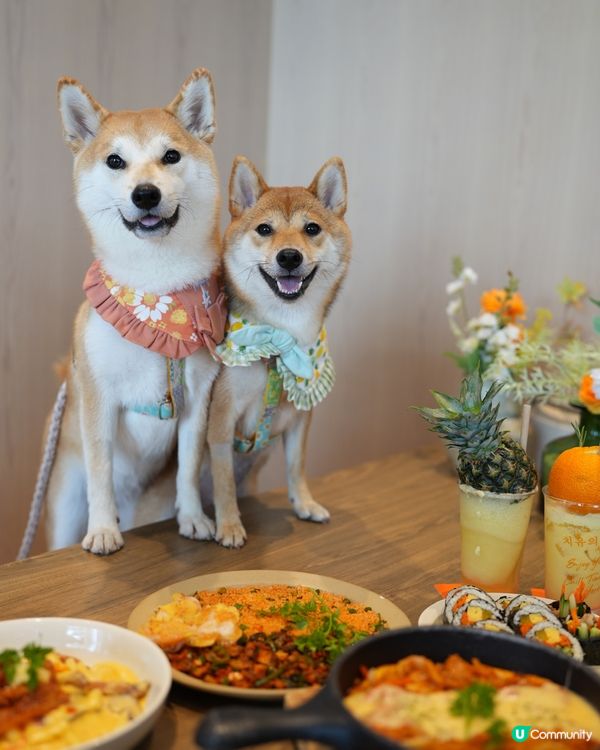 濟州🍊餐廳 (寵物友善💜