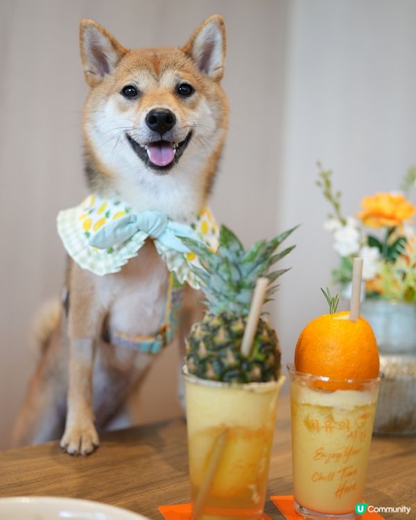 濟州🍊餐廳 (寵物友善💜