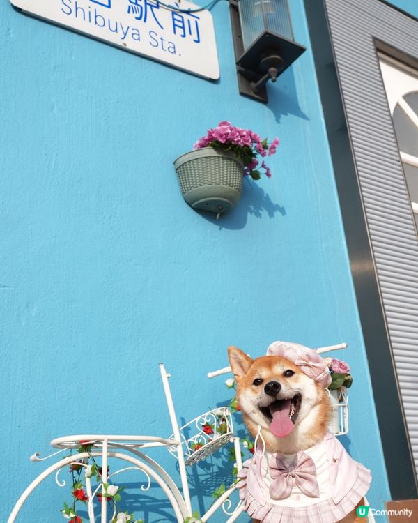 澀谷駅前可愛嘅小狗