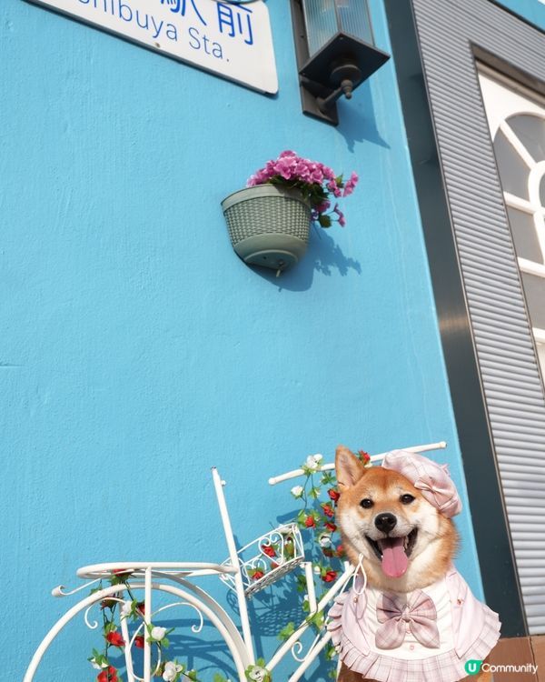 澀谷駅前可愛嘅小狗