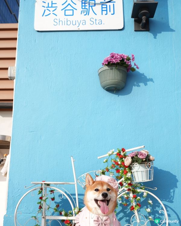 澀谷駅前可愛嘅小狗