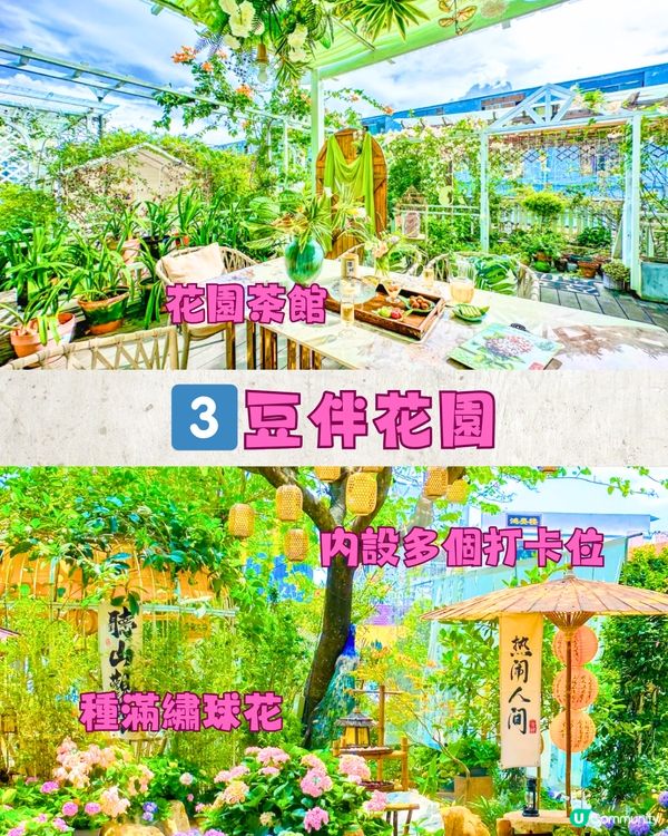 深圳茶館6大推介🍵頂樓靚景/夢幻花海茶館🌸¥54單人套餐‼️