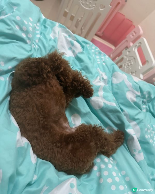 生日派對同狗狗公起室外吃個串燒放題 非常野味 