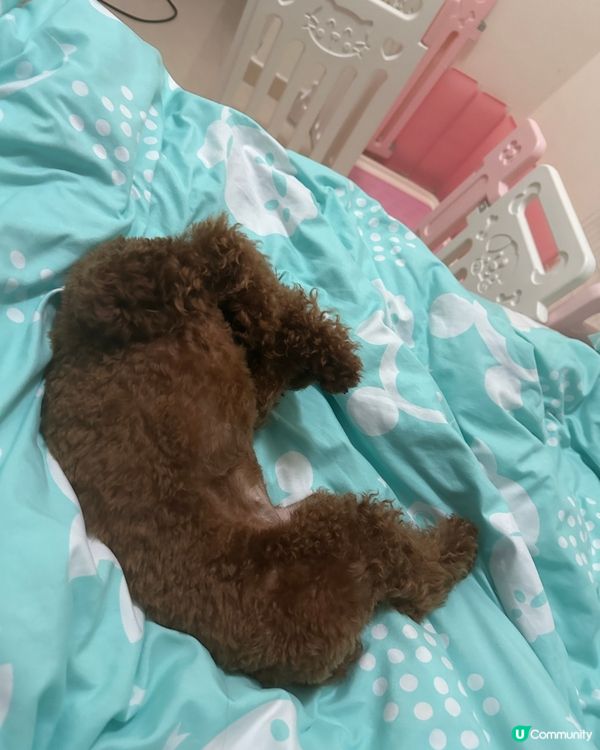 生日派對同狗狗公起室外吃個串燒放題 非常野味 