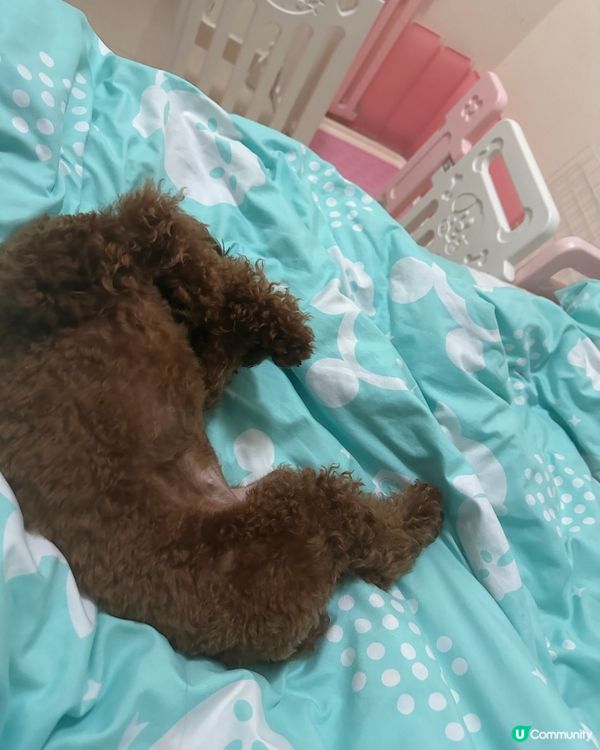 生日派對同狗狗公起室外吃個串燒放題 非常野味 