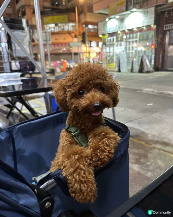 生日派對同狗狗公起室外吃個串燒放題 非常野味 