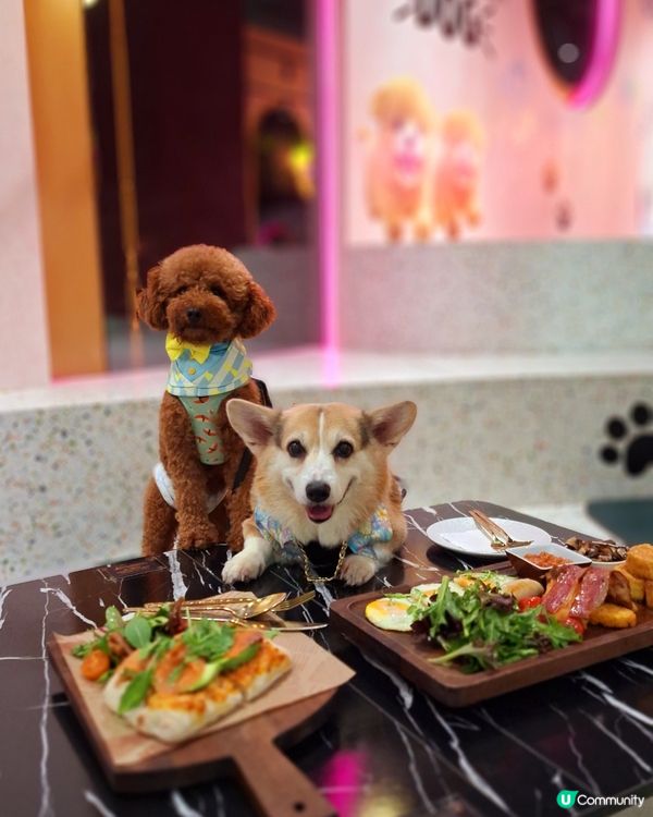 地方舒適，人寵共融好去處，食物非常好味。