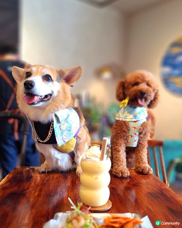 地方舒適，人寵共融好去處，食物非常好味。