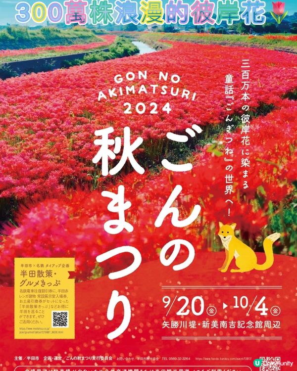 300萬株彼岸花🌷浪漫盛放