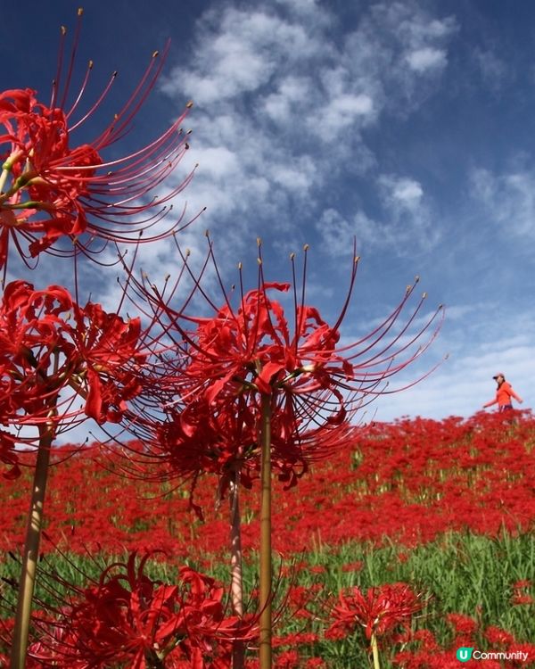 300萬株彼岸花🌷浪漫盛放