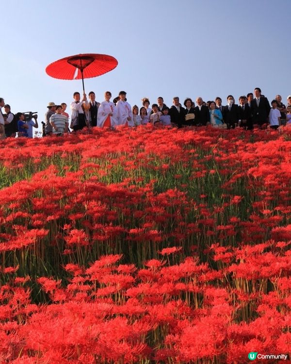 300萬株彼岸花🌷浪漫盛放