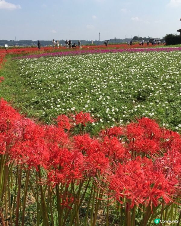 300萬株彼岸花🌷浪漫盛放