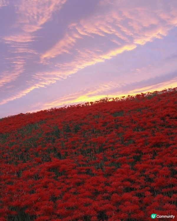 300萬株彼岸花🌷浪漫盛放