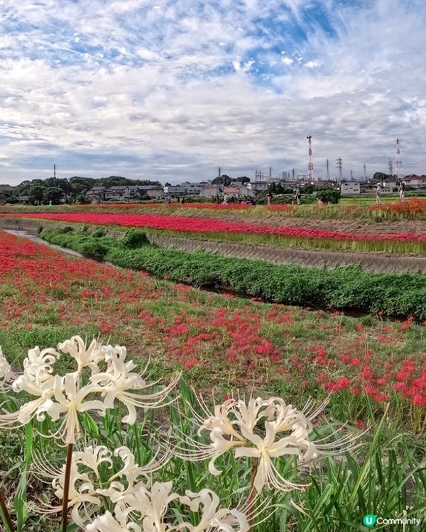300萬株彼岸花🌷浪漫盛放