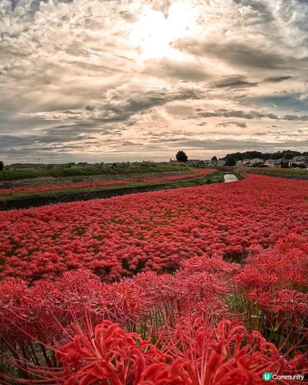 300萬株彼岸花🌷浪漫盛放