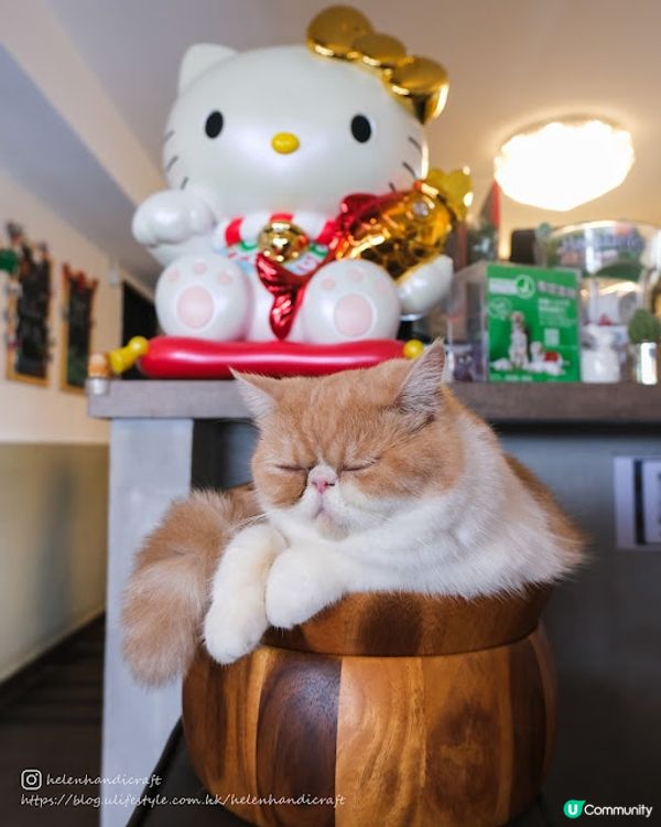 【吃下大埔】Chill hea龍尾灘畔貓cafe - Relax B&M