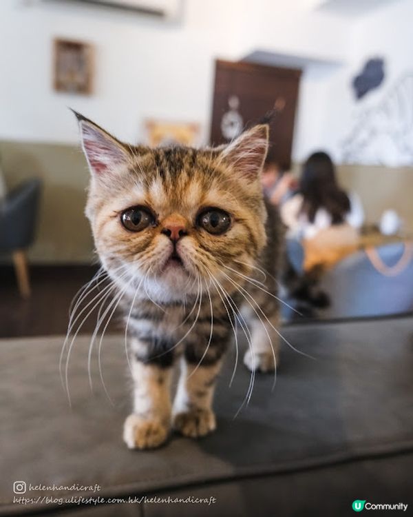 【吃下大埔】Chill hea龍尾灘畔貓cafe - Relax B&M