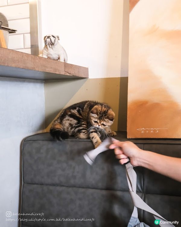 【吃下大埔】Chill hea龍尾灘畔貓cafe - Relax B&M