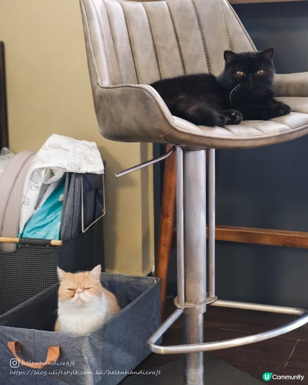 【吃下大埔】Chill hea龍尾灘畔貓cafe - Relax B&M