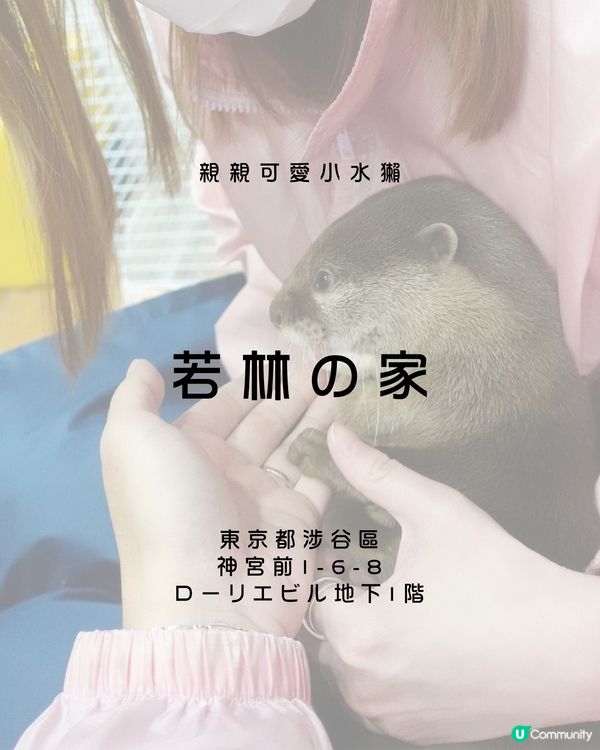 親親可愛小水獺：カワウソ 若林の家