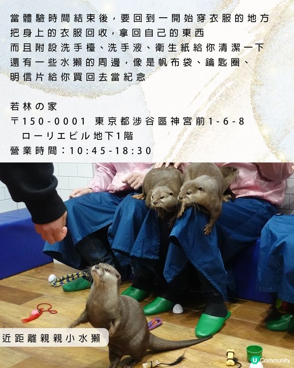 親親可愛小水獺：カワウソ 若林の家