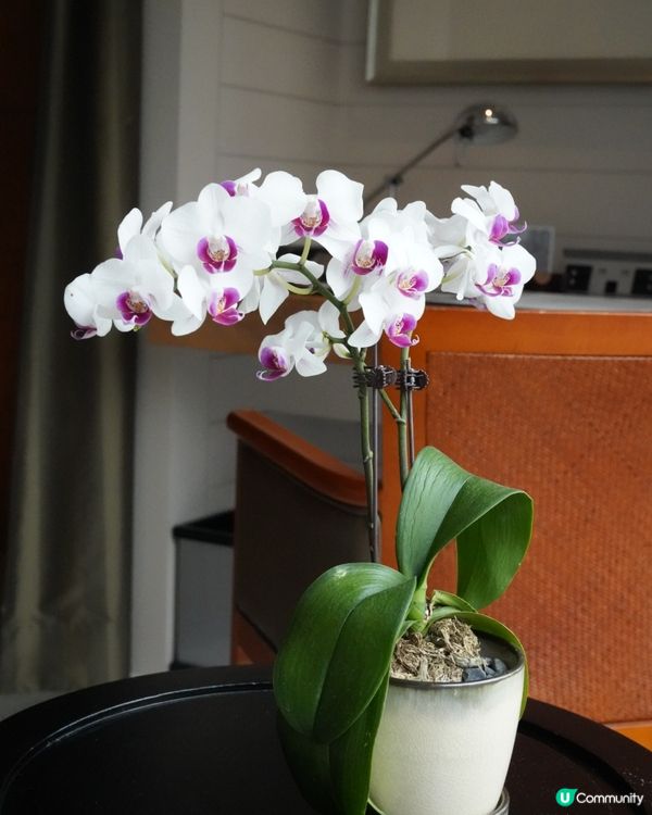 文華東方酒店🥰  住過先知好