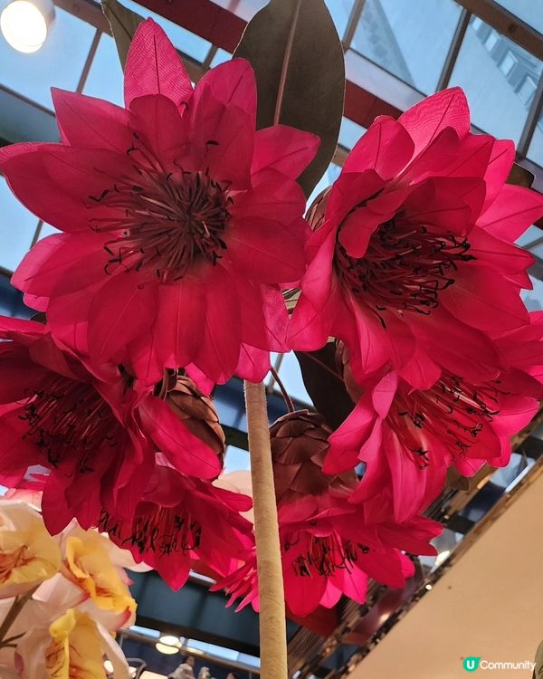 😱HK 竟然有「借東西的小人阿莉埃蒂」😎的場景⁉️🤩