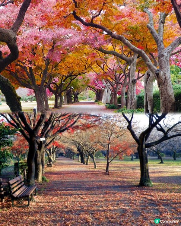 ｛日本旅遊｝2024 紅葉打卡月份及地點