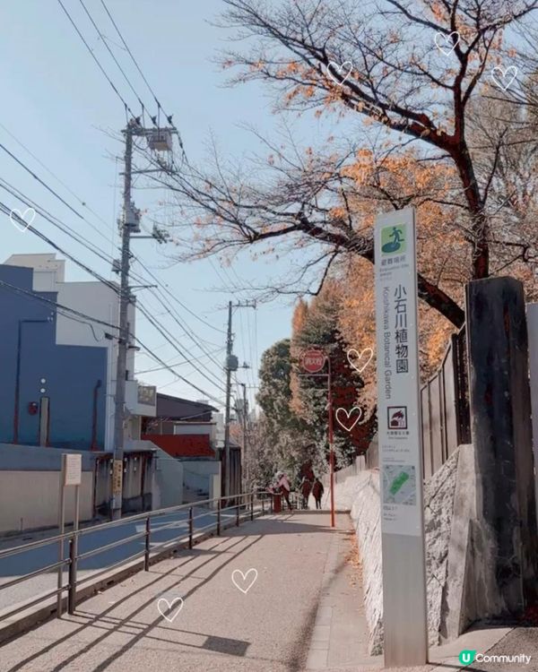 ｛日本旅遊｝2024 紅葉打卡月份及地點