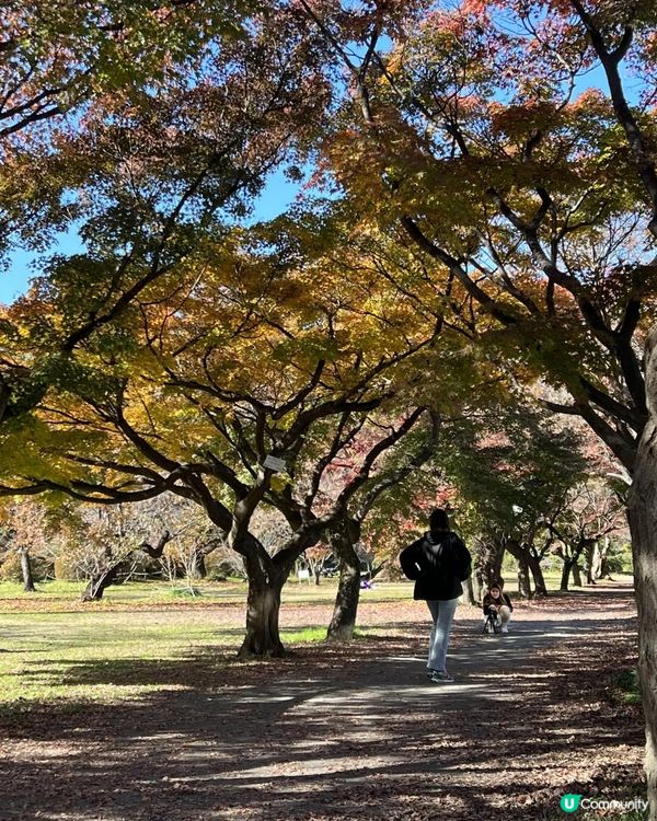 ｛日本旅遊｝2024 紅葉打卡月份及地點