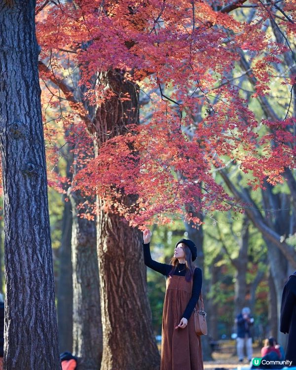 ｛日本旅遊｝2024 紅葉打卡月份及地點