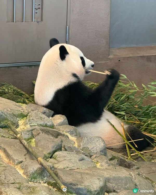 和歌山動物園，玩轉水陸空！