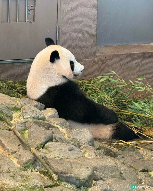 和歌山動物園，玩轉水陸空！