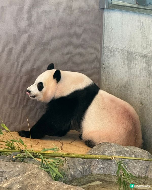 和歌山動物園，玩轉水陸空！