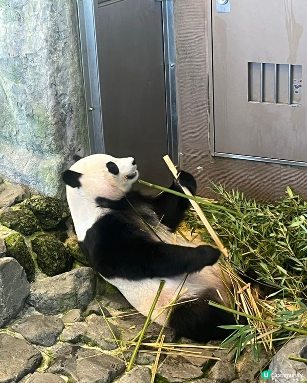 和歌山動物園，玩轉水陸空！