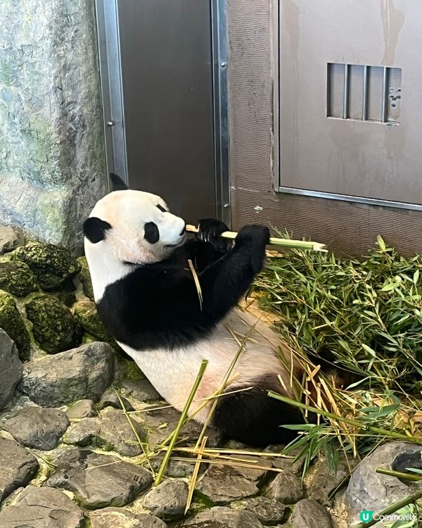 和歌山動物園，玩轉水陸空！