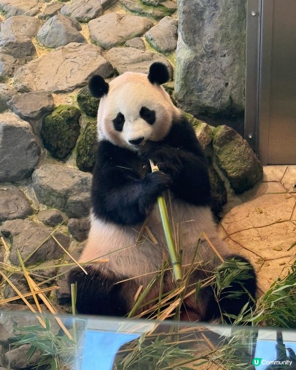 和歌山動物園，玩轉水陸空！