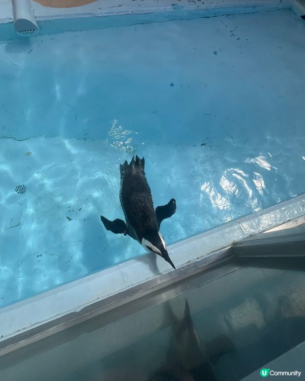 和歌山動物園，玩轉水陸空！