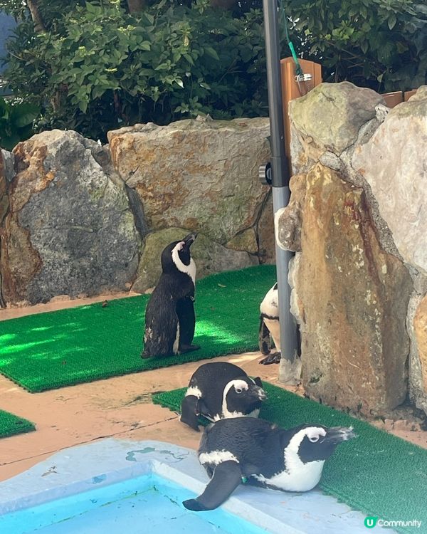 和歌山動物園，玩轉水陸空！