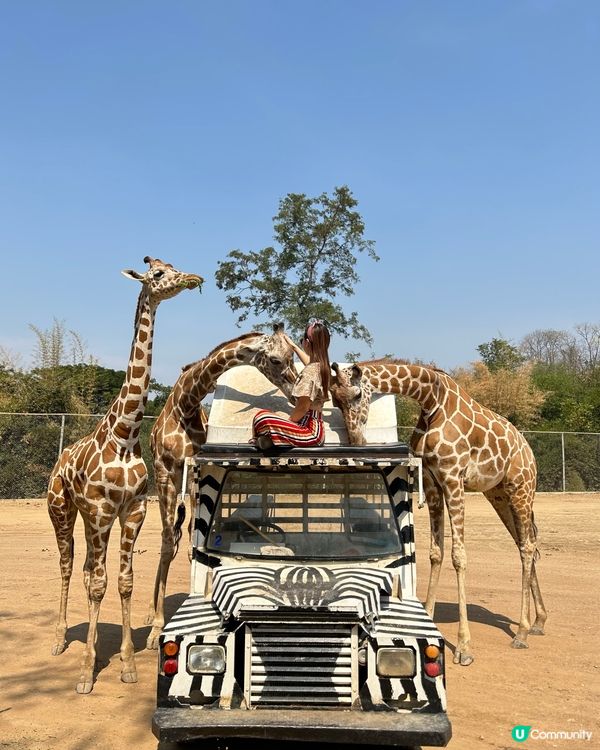 近距離同🦒接觸攻略